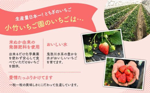 【先行予約】いちご とちあいかセット 270g×2パック（540g以上）｜いちご イチゴ 苺 先行予約 栃木県 果物 くだもの フルーツ とちあいか 新鮮 贈答 ギフト ※2027年1月～発送