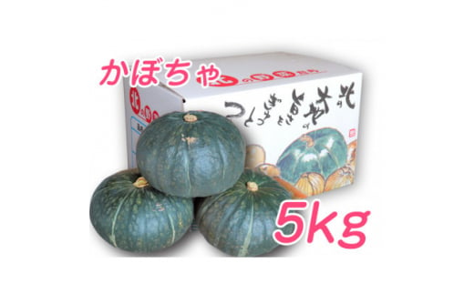 
＜2024年9月下旬より発送＞北海道 富良野市産 かぼちゃ「ブラックのジョー」 5kg【1301344】
