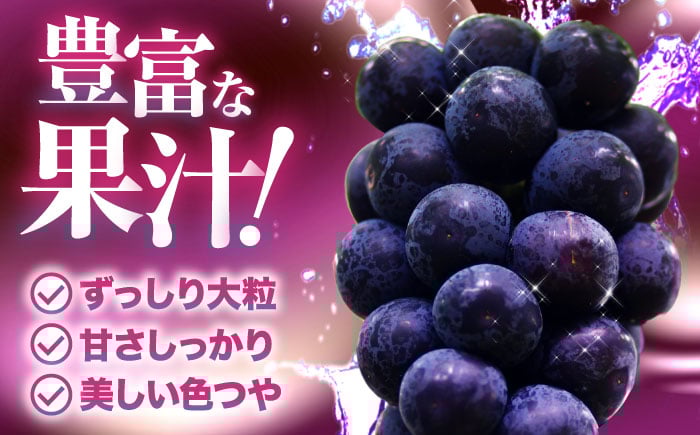 ピオーネ ぶどう 葡萄 ブドウ フルーツ 果物 種なし 人気 お取り寄せ ギフト 送料無料 数量限定 期間限定 広島 三次 贈答