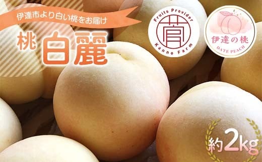 【2026年出荷分先行予約】<冷蔵配送>福島県産 白麗 約2kg (5～7玉) 菅野農園FruitsProvider 白い桃 限定 伊達の桃 桃 フルーツ 果物 もも モモ momo F21C-263
