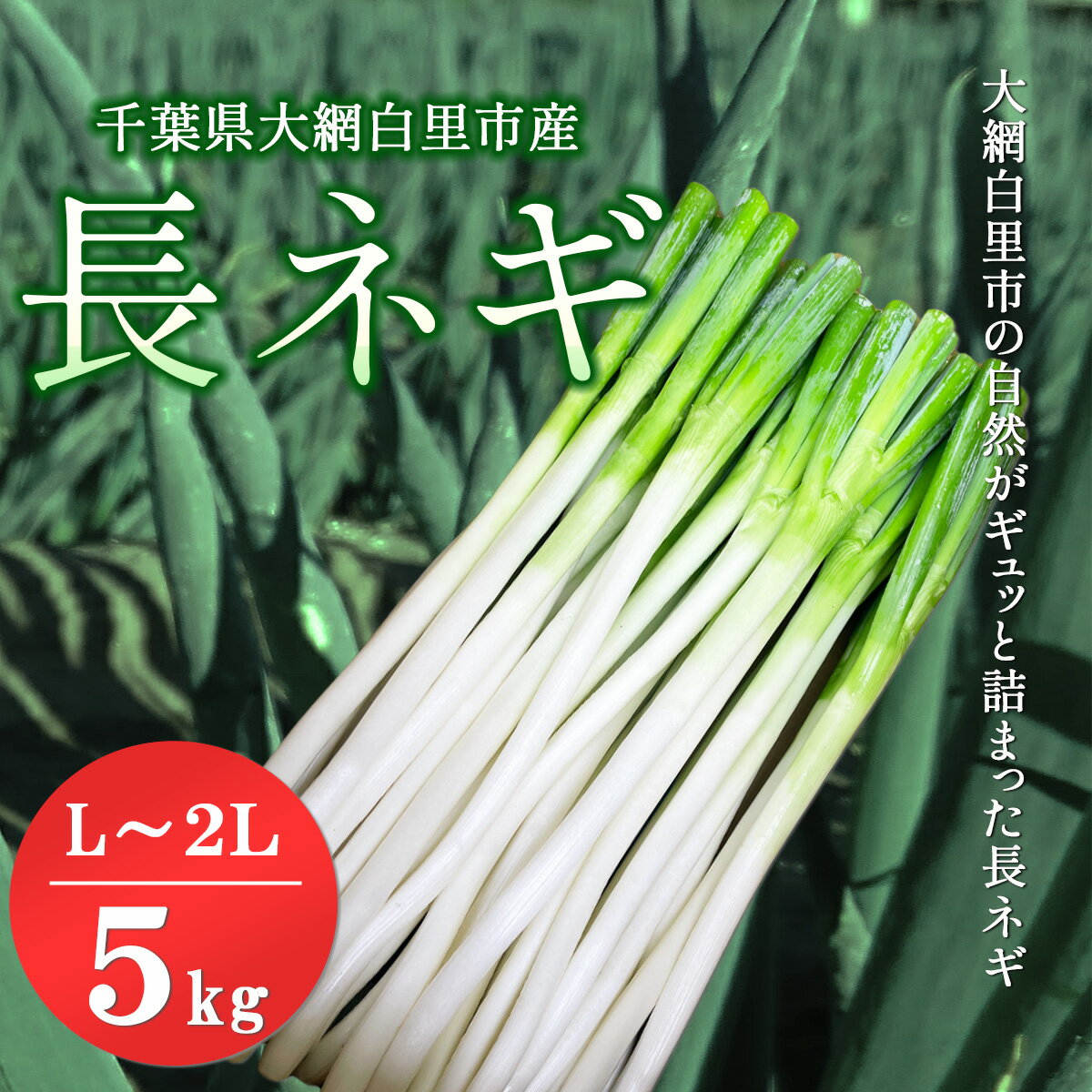 【ふるさと納税】★先行予約★【2025年12月発送開始予定】千葉県大網白里市産　長ネギ　L～2Lサイズ　5kg（約30本～45本）／ふるさと納税 長ネギ 長ねぎ 長葱 ネギ ねぎ 葱 野菜 鍋 先行予約 先行受付 千葉県 大網白里市 AV001