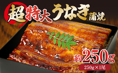 うなぎ 蒲焼き  特大  250g×1尾  ご飯にかける専用タレ付き！ 冷凍   夏 スタミナ うな重 うな丼 ひつまぶし タレ 鰻 ウナギ うなぎ うなぎの蒲焼 丑の日 人気 大人気 肉厚 ふわふわ パリパリ 脂 unagi 土用の丑の日 【北海道・東北・沖縄・離島への配送不可】 