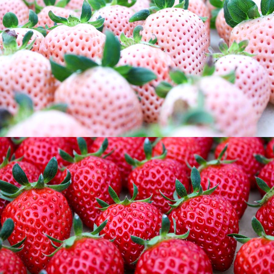 ＜BERRY＞ 完熟紅白苺セット「白いちご淡雪/よつぼし」
