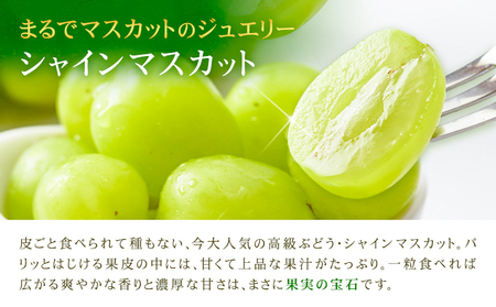 シャインマスカット 秀品 内容量 約1.2kg(2-5房) 日本フルーツ《6月下旬-8月末頃出荷》熊本県 荒尾市 ぶどう ブドウ 果物 フルーツ スイーツ デザート ギフト ご贈答