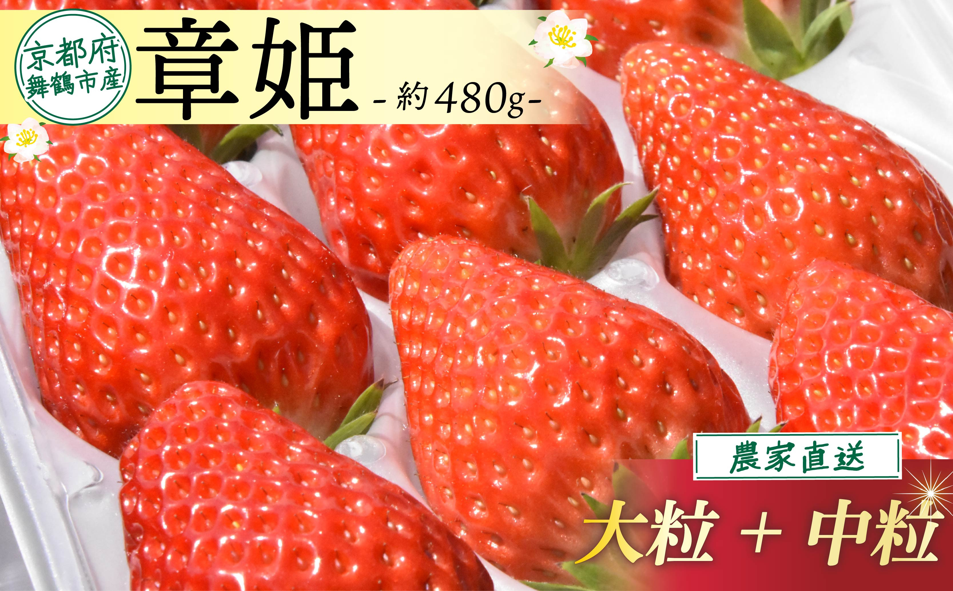 
                  【2027年1月中旬以降発送】 いちご 章姫 480g前後 ( 大粒 + 中粒 ) いちご 苺 イチゴ 果物 フルーツ 箱入り 完熟 真っ赤 おいしい 甘い 評判 農家直送 産地直送 鮮度 抜群 好評 人気 ハウス栽培 あきひめ 舞鶴 京都 嵯峨根農園
                