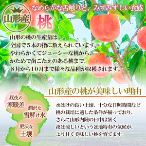 山形産 柔らかめ 「黄桃」 秀品 約2kg (5玉～8玉) FY24-082