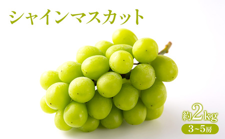 シャイン マスカット 岡山県産 シャイン マスカット【約2kg3～5房】【先行受付】