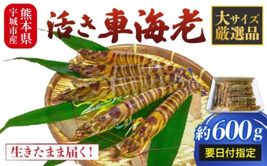【配送日必須】【先行予約】熊本県産 活き車海老 約600g（14～22尾程度）大サイズ厳選品【発送期間12月01日から2月28日】