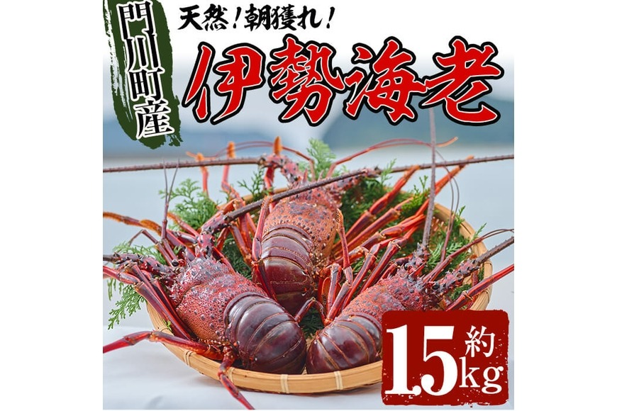 ＜数量限定・期間限定＞天然！門川町産活き伊勢海老(計1.5kg・約2～6尾)エビ えび 刺身 魚介 海鮮 朝獲れ 国産【O-6】【門川漁業協同組合】