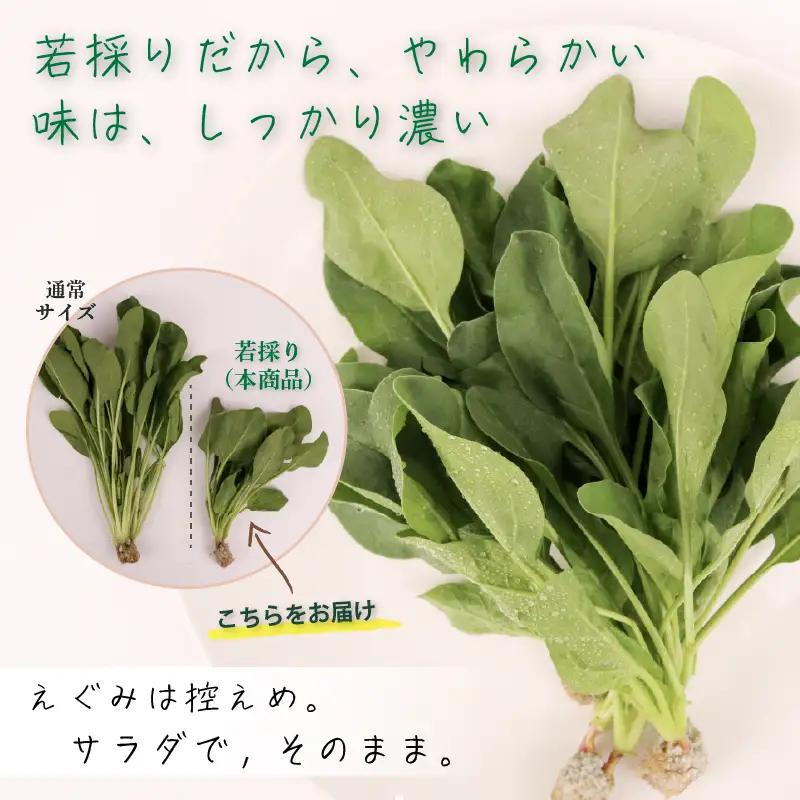 若採り サラダほうれん草 ジュニア | ほうれんそう 水耕 葉物 野菜 南国市