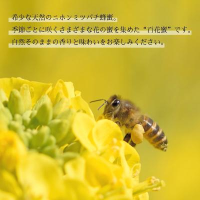 ふるさと納税 下関市 【しものせきの百花和蜜】 はちみつ ニホンミツバチはちみつ 240g 120g2個 NB002 |  | 03