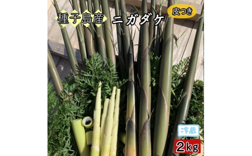 種子島 こむぎ屋工房 希少 な 種子島産 苦竹 （ ニガダケ ）  　皮つき ２キロ　NFN587【250pt】