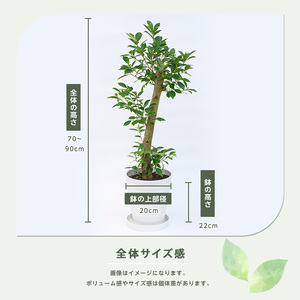 ガジュマル 70cm～90cm 鎌ヶ迫園芸場 016-1389 観葉植物 観葉植物