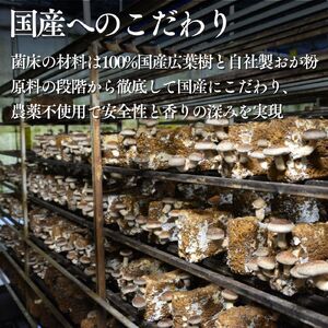 大粒 肉厚国産 生しいたけ 11粒 ＋ 乾ししいたけ (スライス50ｇ×２) | しいたけ  株式会社レインボー