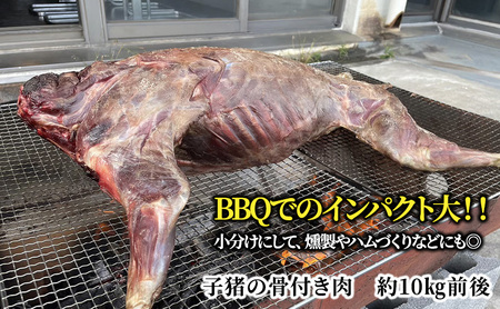 【伊豆産イノシシ肉】イノシシ1頭丸焼きセット猪肉 イノシシ肉 ジビエ 高タンパク 高たんぱく 低カロリー 低脂肪 肉 お肉 山の幸