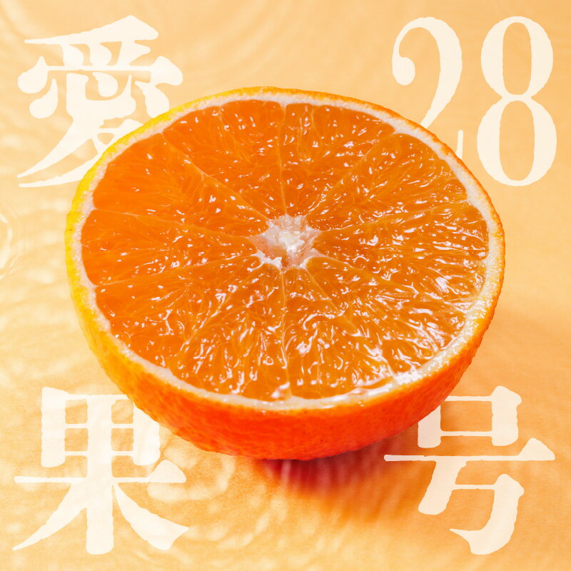 【ふるさと納税】愛果28号 ( 紅まどんな と同品種 ) 家庭用 お試し1kg / 2.5kg / 5kg 【順次発送中】 | みかん あいか 紅マドンナ と 同品種 みかん まどんな マドンナ 訳あり B品 柑橘 果物 おすすめ 高級 人気 お取り寄せ 5000円 ギフト ご当地 愛媛県 松山市 蓮果園