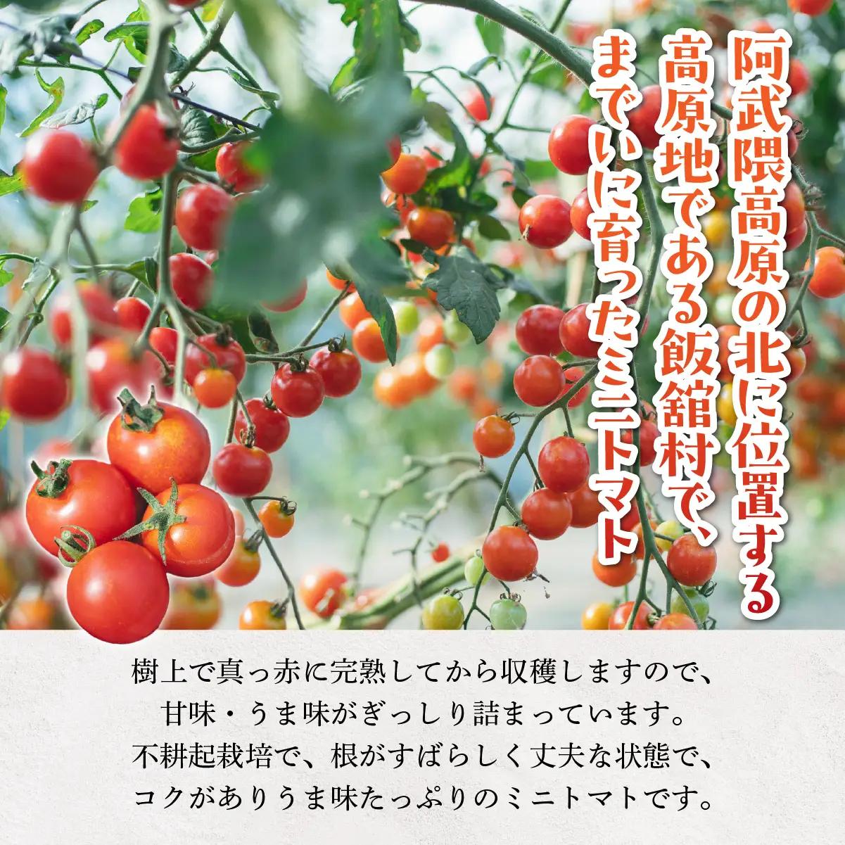 【8月中旬以降発送】飯舘村のミニトマト ITTAO001 | トマト