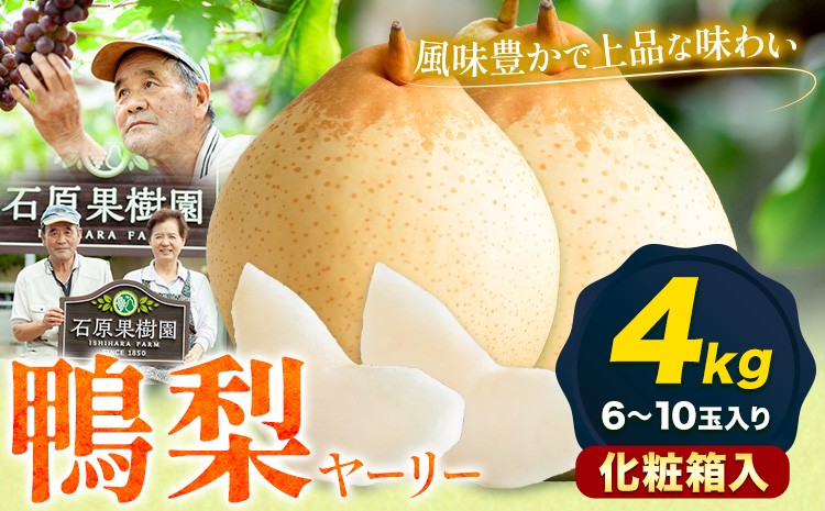 
                  【先行予約】梨 なし 鴨梨 ヤーリー 梨 化粧箱入 4kg（6～10玉入り） 石原果樹園 《2026年11月中旬-12月下旬頃出荷》岡山県 浅口市 果物 フルーツ お取り寄せ お取り寄せフルーツ 送料無料

                
