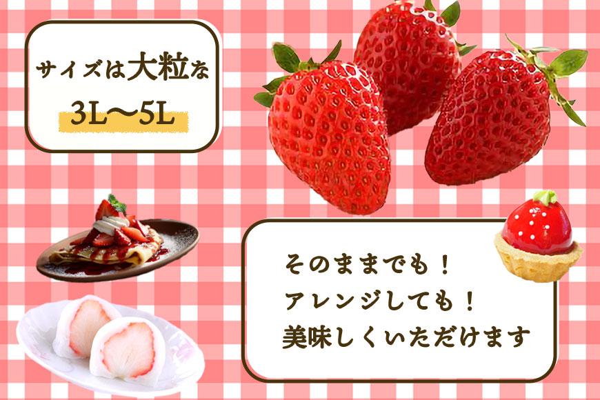 いちご(まりひめ)3パック【和歌山生まれのイチゴ】