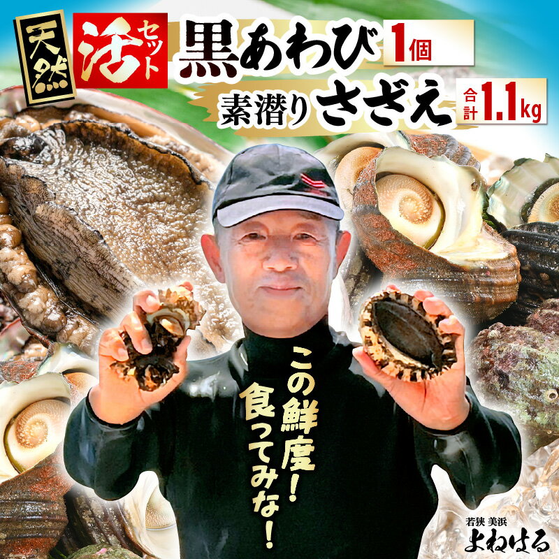 【ふるさと納税】【先行予約】日本海若狭湾の素潜り 天然 活黒アワビ 中サイズ 1個 ＆ 活サザエ 1.1kg 【選べる発送月】【2025年11月中旬以降順次発送予定】あわび アワビ 鮑 クロアワビ 黒あわび さざえ 栄螺 貝 魚介 海鮮 BBQ バーベキュー】お買い物マラソン 買い回り