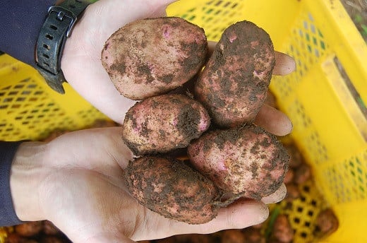 小ぶりで皮がきれいな赤色なのが特徴です。身は白色です。