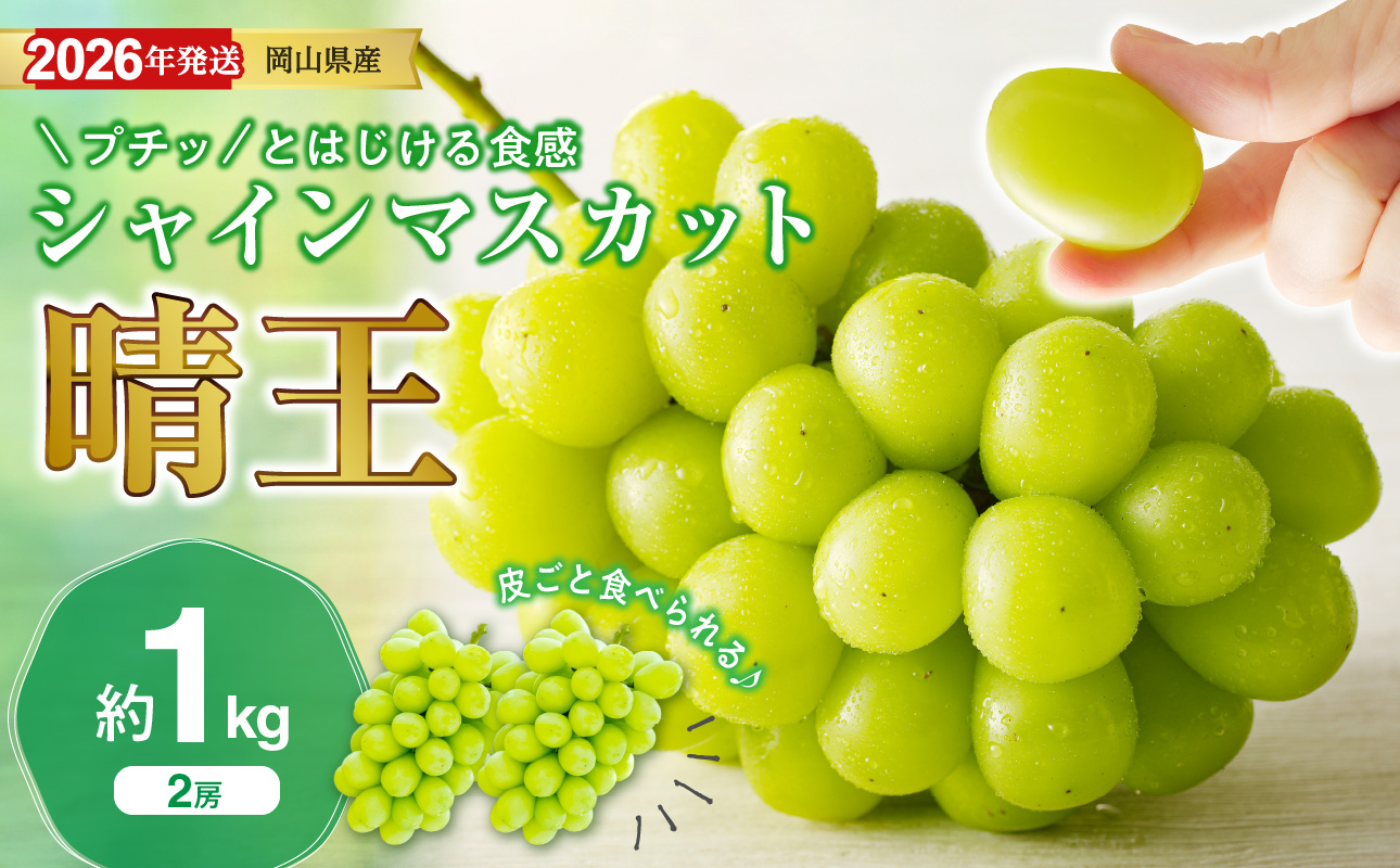 【2026年発送分 先行受付スタート！】岡山県産シャインマスカット「晴王」 秀品　約1kg（2房）（令和8年8月中旬～10月頃発送）【 シャインマスカット 晴王 フルーツ 果物 くだもの 葡萄 ぶどう