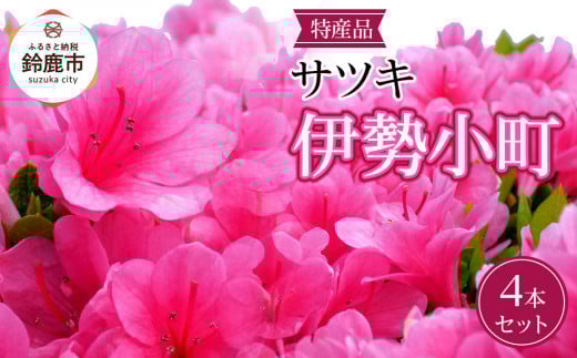 特産品 サツキ伊勢小町 4本セット