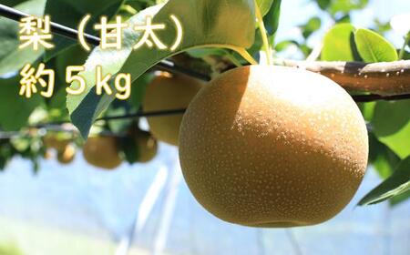 梨（甘太）（約５kg）【2027年発送分】※来年度発送分