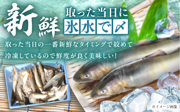 ＜冷凍＞天然あゆ 19～22cm 5匹入り（約500g） / あゆ 天然 鮎 冷凍 / 恵那市 / 恵那物産館 [AUFS009]