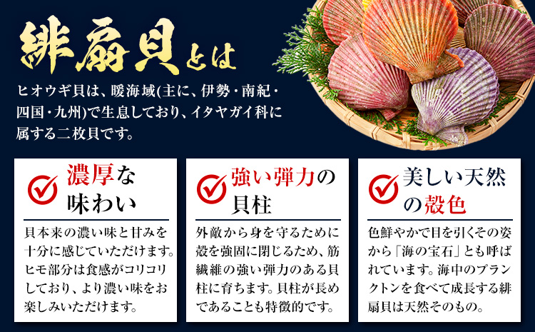 【西日本限定発送】浜崎水産の緋扇貝 15個 《12月上旬‐12月末出荷》 【配送不可地域あり】 海鮮 海産物 海の幸 魚貝類 シーフード 貝 貝類 緋扇貝 浜崎水産 贈答 熊本県 苓北町---d05r