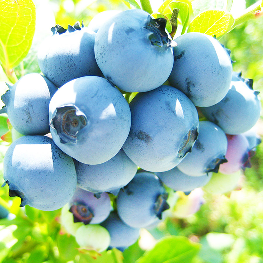 奥大山産冷凍ブルーベリー1kg