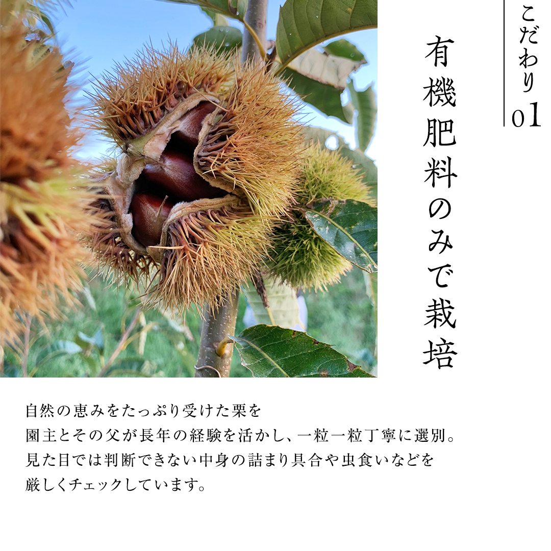 熟成で糖度の上がった 粗むき栗 800g (200g × 4) ( 冷凍真空包装 ) 栗 栗ご飯 むき栗 栗 和栗 フルーツ 秋の味覚 お手軽 [BK45-NT]
