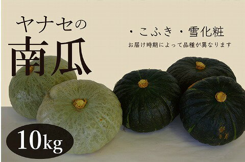 【ふるさと納税】令和7年産 南瓜 約10kg ヤナセ農園 | かぼちゃ カボチャ 南瓜 こふき 雪化粧 大容量 旬 新鮮 野菜 秋 煮物 スープ 天ぷら プリン スイーツ 甘い 産地直送 北海道 津別町 送料無料