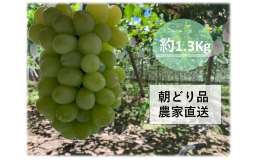 
【農家直送（収穫日に発送）】シャインマスカット　約1.3ｋｇ（2房入り）　

