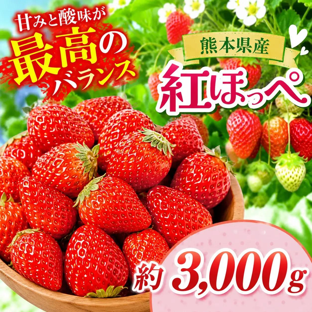 いちご 紅ほっぺ 約3000g 坂田農園