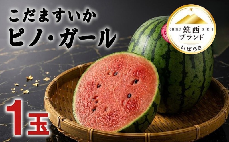 
                  [2027年発送] こだますいか 「 ピノ・ガール 」 1玉 2027年産 先行予約 筑西ブランド こだまスイカ 小玉スイカ すいか スイカ フルーツ 果物 ピノガール 西瓜 小玉西瓜 初夏 夏 期間限定 人気 水分 たっぷり 新鮮 旬 初夏 夏 小さめ 食べやすい 甘い 茨城 関東 筑西
                