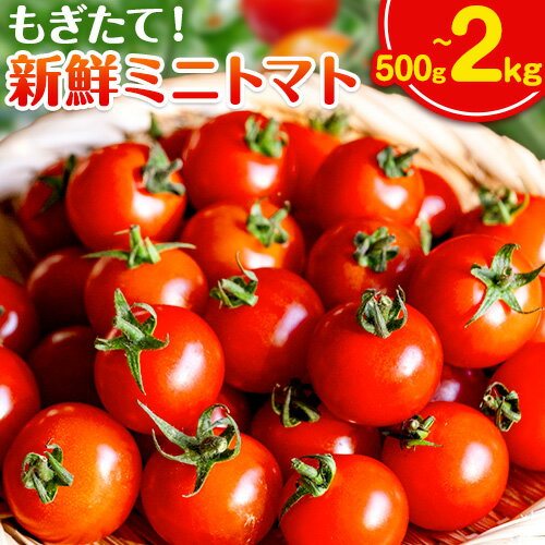 【ふるさと納税】ミニトマト 選べる 内容量 500g 1kg 2kg 出原農園 《1月上旬-5月末頃出荷》 岡山県 矢掛町 野菜 ミニトマト もぎたて 新鮮