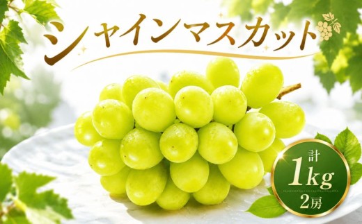 【9月より順次発送】 シャインマスカット 約1kg 鉾田市産シャインマスカット ほこたしさんシャインマスカット マスカット しゃいんますかっと 大粒 シャインマスカット 茨城県 鉾田市 ほこたしさんしゃいんますかっと ぶどう 茨城県産シャインマスカット 贈答 期間限定 先行予約 茨城 鉾田 ほこた 石崎洋江