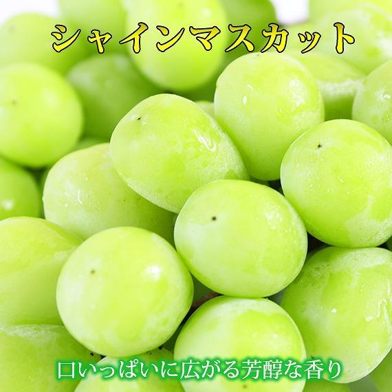 季節の柑橘とシャインマスカットの定期便（みかん・不知火・清見オレンジ・シャインマスカット） 全4回 【1・2・3・8月発送】AN038_イメージ4