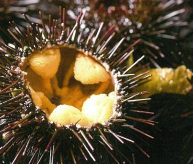【期間限定】 北三陸産 天然生うに 180g×３本 牛乳瓶入り ミョウバン不使用 岩手県産 国産 三陸産 うに 塩水 うに瓶 雲丹