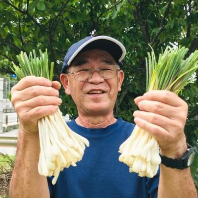 ふるさと納税 国頭村 【2026年2月中旬から順次発送】産地直送!沖縄おつまみの定番の島らっきょう1kg |  | 03