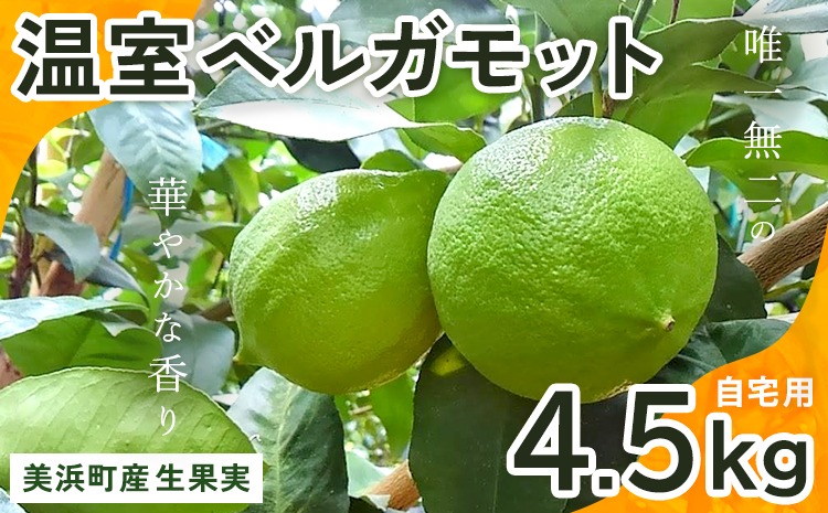 美浜町産温室ベルガモット　生果実『自宅用4.5kg入り』　※2025年11月上旬頃～2026年2月下旬頃に順次発送予定