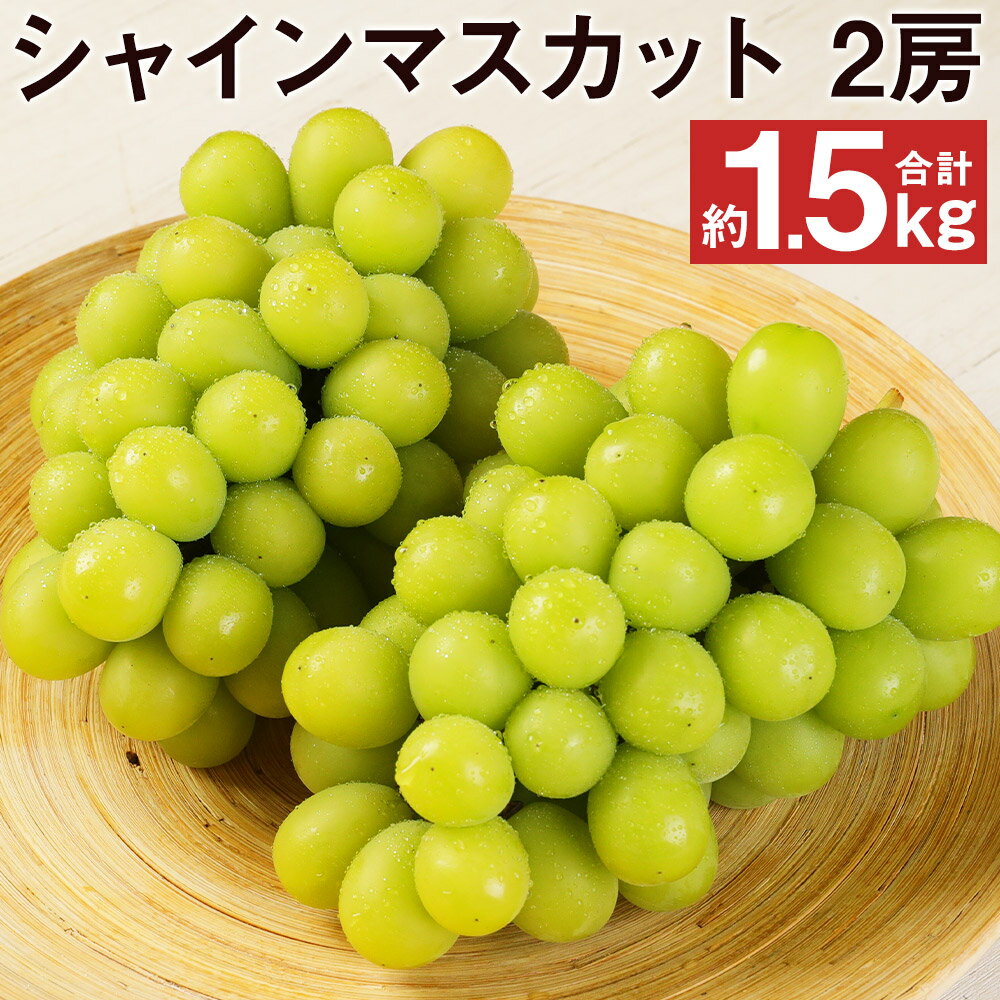 【ふるさと納税】シャインマスカット 2房 合計約1.5kg 葡萄 ぶどう ブドウ フルーツ マスカット 果物 国産 九州産 熊本県産 菊池市産 送料無料 【2025年8月下旬～順次発送予定】