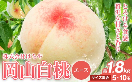 【2026年先行予約】岡山白桃 等級 エース 約1.8kg《2026年7月上旬‐8月下旬頃出荷》株式会社 はちや もも モモ 岡山 国産 フルーツ 果物 岡山県 浅口市 フルーツ モモ 果物 青果 旬 白桃 国産 岡山県産【配送不可地域あり】