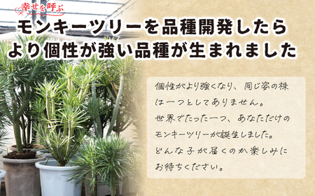 観葉植物 4号鉢 セネシオクレイニア（モンキーツリー）観葉植物