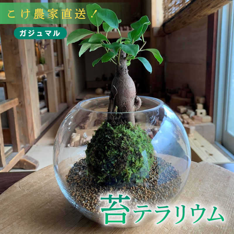 【ふるさと納税】 苔玉 ガジュマル コケ こけ 農家直送 観葉植物 インテリア グリーン 苔リウム テラリウム 盆栽 ミニ観葉 エアプランツ 苔盆栽 室内緑化 癒しグッズ オフィス 贈り物 プレゼント 育てやすい 長寿 縁起物 コケノミウラ 牧之原市 静岡県