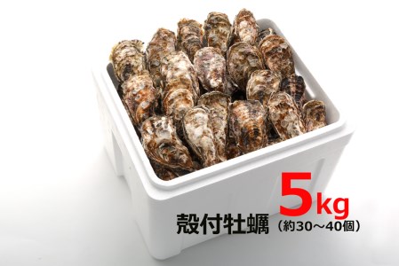 オレの牡蠣アミスイ 殻付牡蠣 5kg｜朝どれ 生食用 生がき 生ガキ かき 大粒 貝 シーフード オイスター 海鮮 魚介類 濃厚 バーベキュー BBQ カンカン焼き おおたけカキ 特大サイズ 広島県産 大竹市 玖波 宮島 瀬戸 国産 産地直送 [1808]