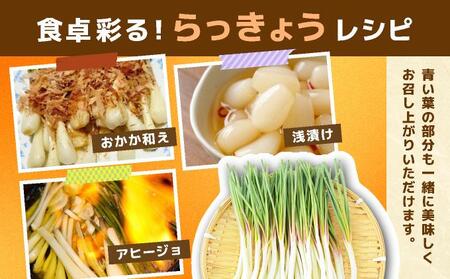 ≪2026年2月下旬～5月下旬発送≫採れたて島らっきょう 2kg 【 沖縄県 石垣市 野菜 らっきょう 島らっきょう おつまみ 採れたて 料理 漬物 天ぷら おかぴ農園 産地直送 】OK-03