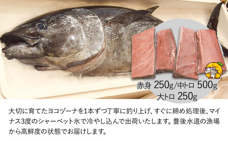 【定期便5回】豊後まぐろヨコヅーナ贅沢セット全5回 赤身250g 中トロ500g 大トロ250g入りの豪華セット 大分県産 九州産 津久見市 国産【tsu0003029】