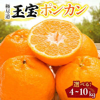 【ふるさと納税】【愛媛名産】玉宝ポンカン　4kg / 5kg / 10kg_ みかん ぽんかん ポンカン ポンカンオレンジ 玉宝 愛媛のみかん 柑橘 果物 くだもの フルーツ デザート おやつ 美味しい 甘い 濃厚 プリプリ 愛媛 愛媛県 八幡浜市 人気 送料無料 【G1621807】